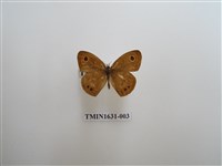 藏品(小波眼蝶)的圖片